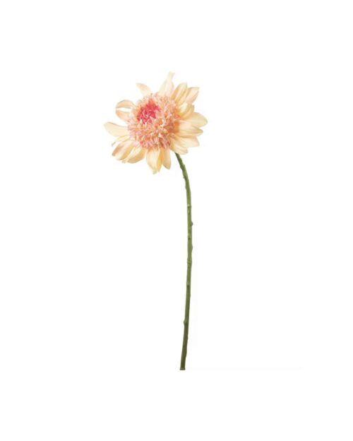Dahlia Persika 62 cm
