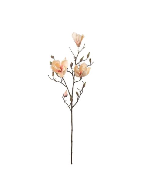 Magnolia persika