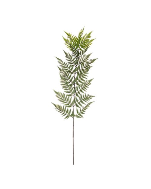 Ormbunksblad 180cm