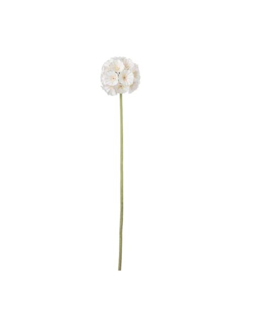 Scabiosa cream 60 cm