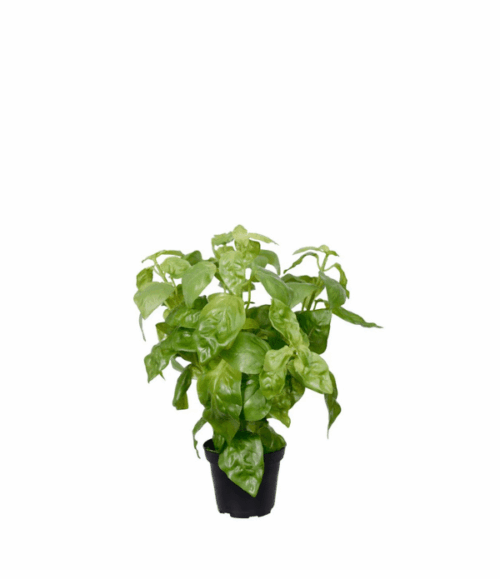 Konstgjord Basilika 26 cm – Grön Köksväxt i Kruka
